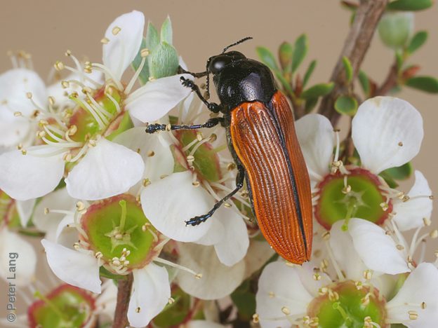 Castiarina rufipennis, PL0256, on Leptospermum myrsinoides, SL, 15.3 × 5.7 mm
